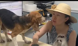 人狗杂交视频,探索生物界限的惊悚揭秘