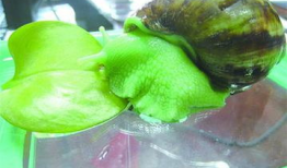 大蜗牛,探寻自然界的奇妙生物与生态价值