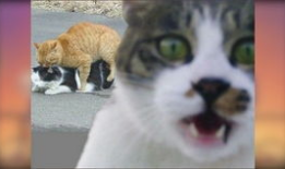 猫搞笑视频,萌态百出，笑料连连