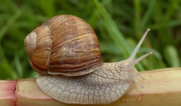 大蜗牛,探寻自然界的奇妙生物与生态价值