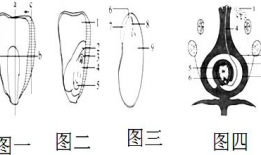 观察种子的结构实验视频,结构实验视频深度解析