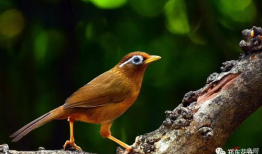 画眉鸟叫声视频,自然之美尽收眼底