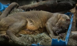 女人和动物交配视频,揭秘人类与动物交配的禁忌真相