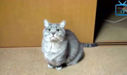 猫搞笑视频,萌态百出，笑料连连