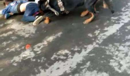 狗咬人视频,街头恶犬咬人事件全程回顾