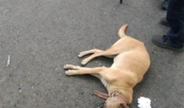 狗咬人视频,街头恶犬咬人事件全程回顾