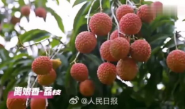 荔枝视频,探索短视频新潮流，引领潮流风向标