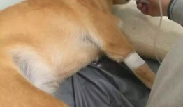 人狗杂交视频,探索生物界限的惊悚揭秘