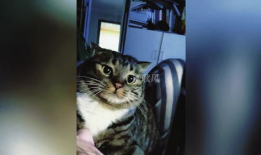 猫搞笑视频,萌态百出，笑料连连