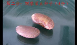 观察种子的结构实验视频,结构实验视频深度解析