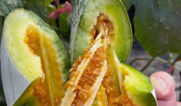 甜瓜视频,带你探索短视频世界的无限魅力