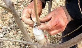 果树嫁接技术视频,视频解析与实操技巧