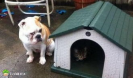 人狗杂交视频,探索生物界限的惊悚揭秘