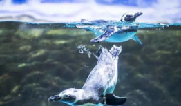 青岛海底世界视频,青岛海底世界探秘之旅